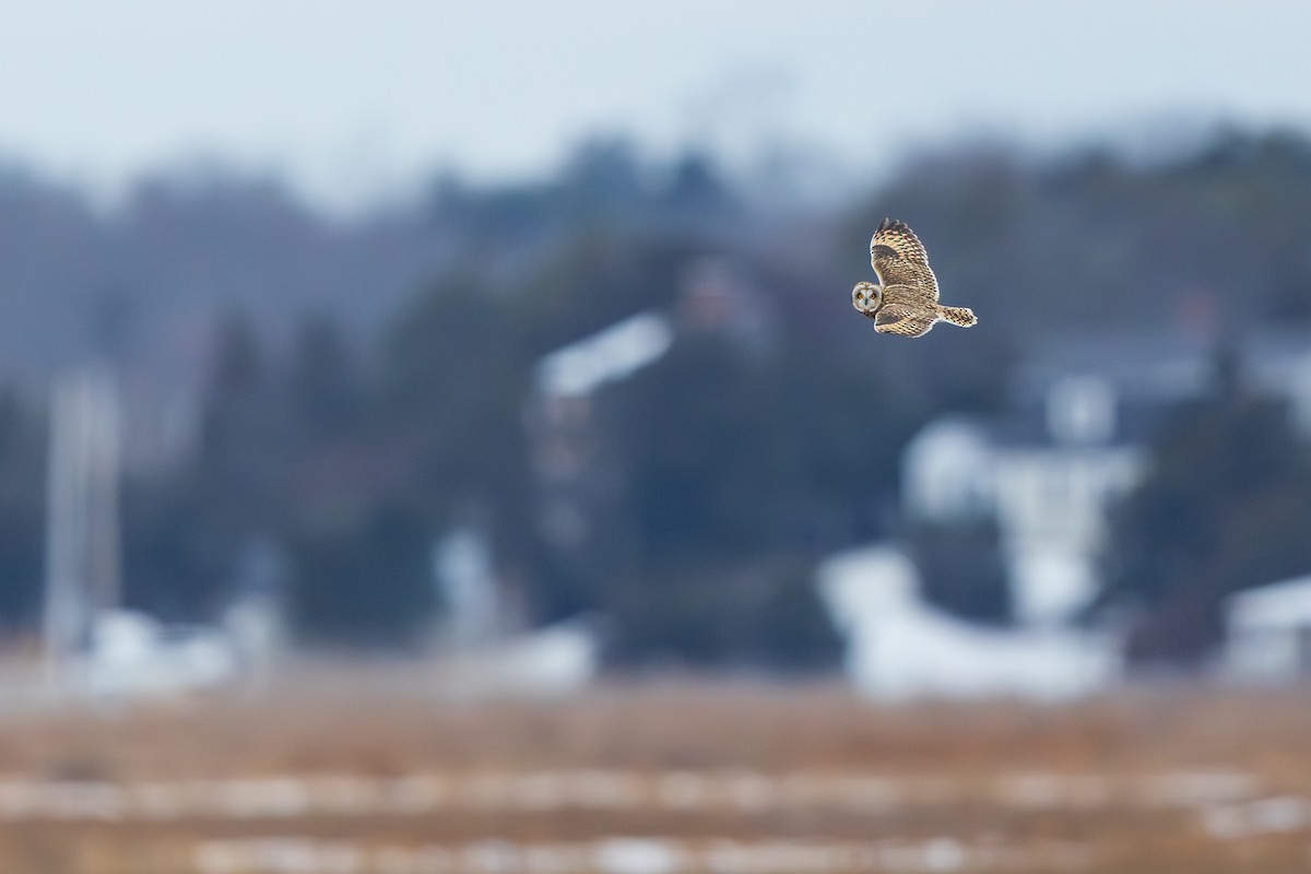 Hibou des marais - ML647530431