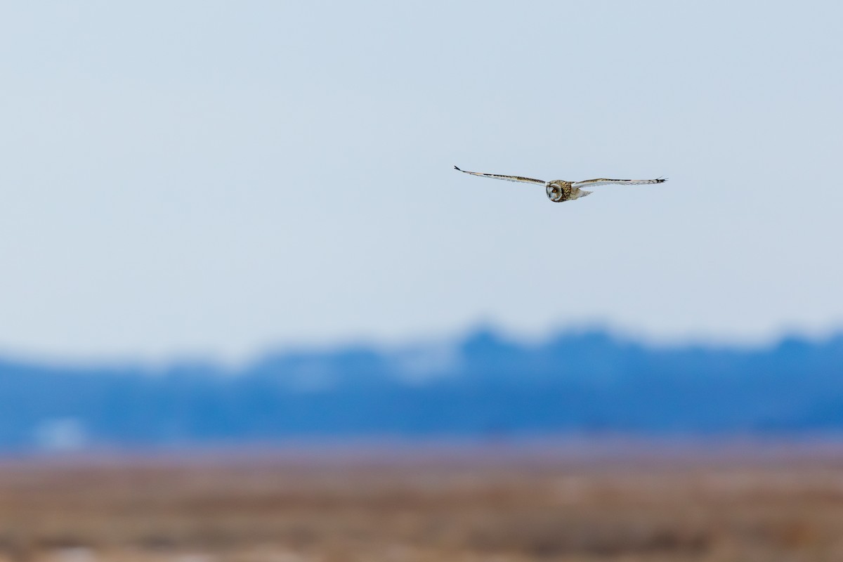 Hibou des marais - ML647530432