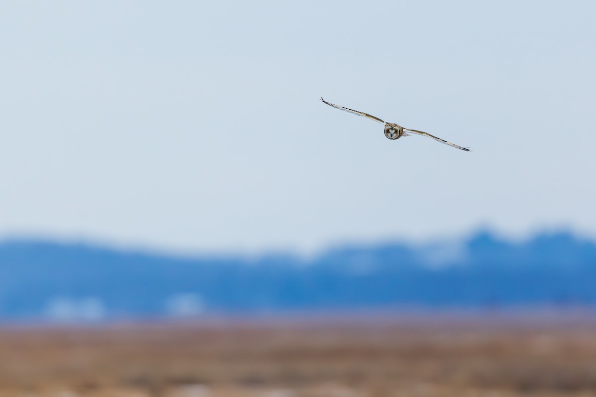 Hibou des marais - ML647530433