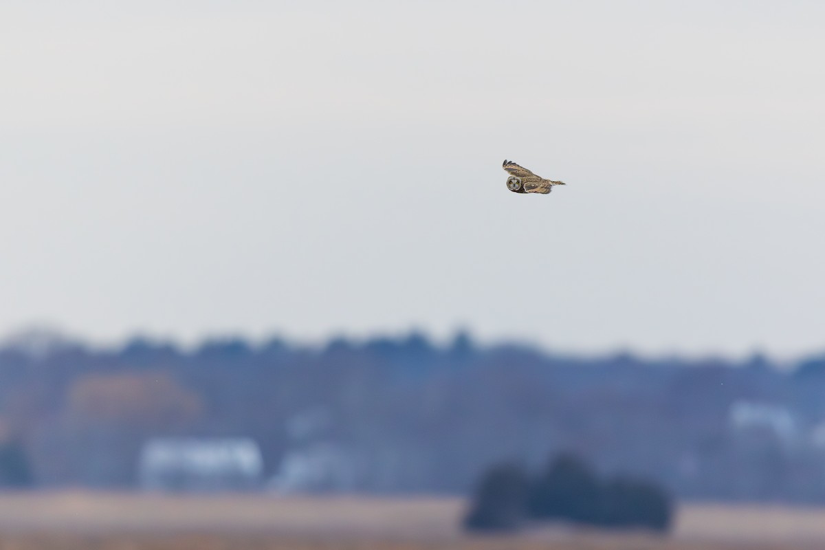 Hibou des marais - ML647530436