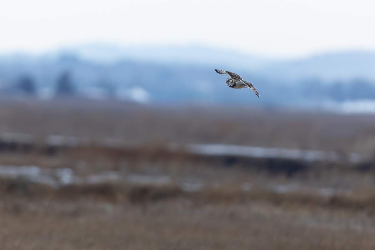 Hibou des marais - ML647530437