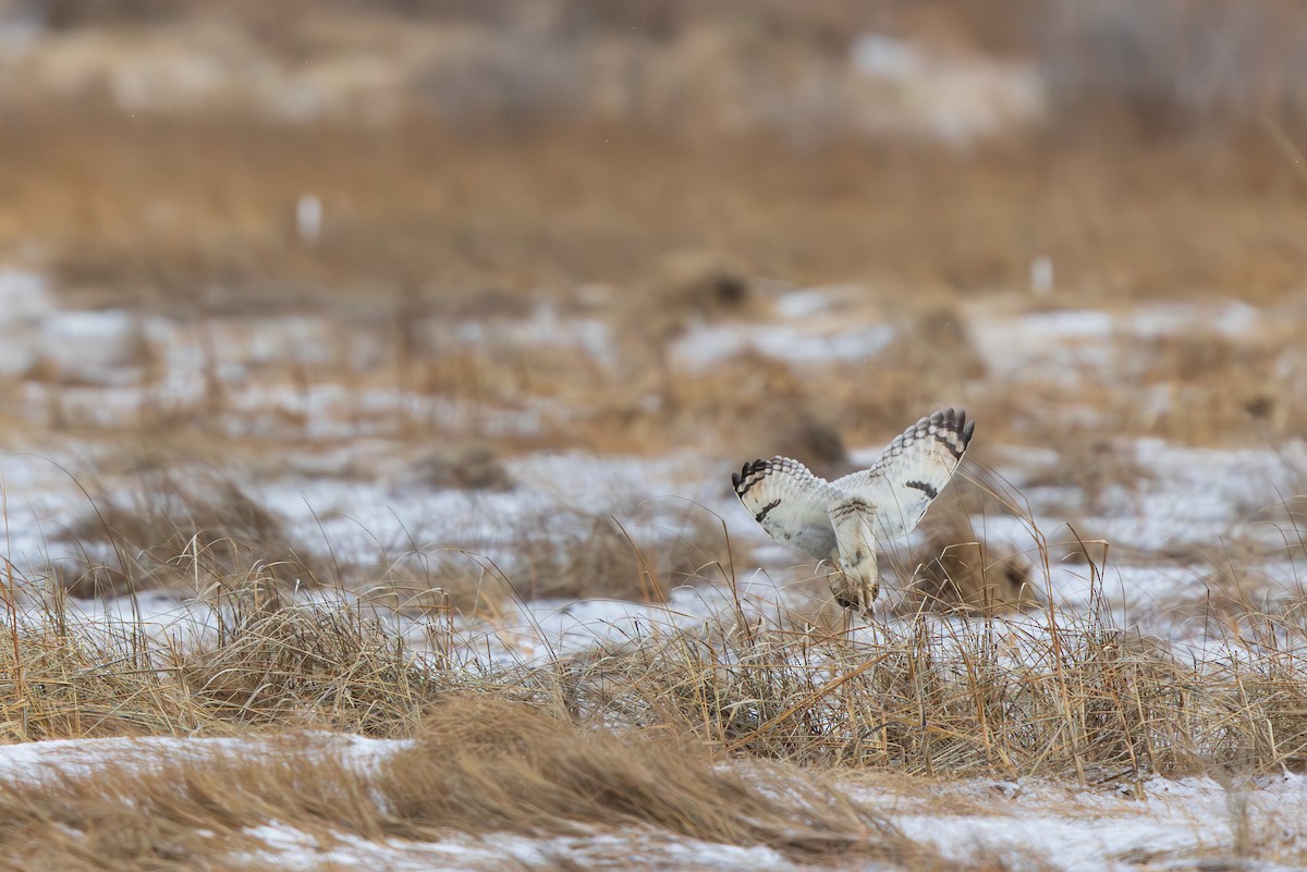 Hibou des marais - ML647530438