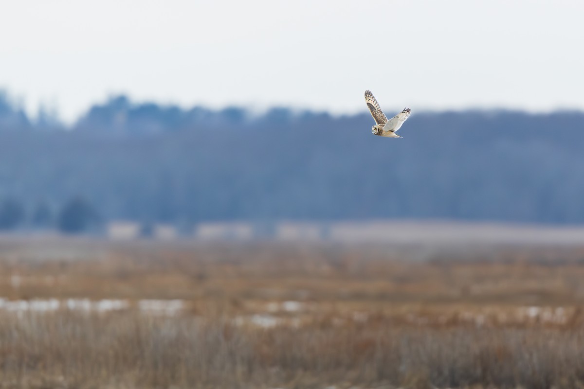 Hibou des marais - ML647530439