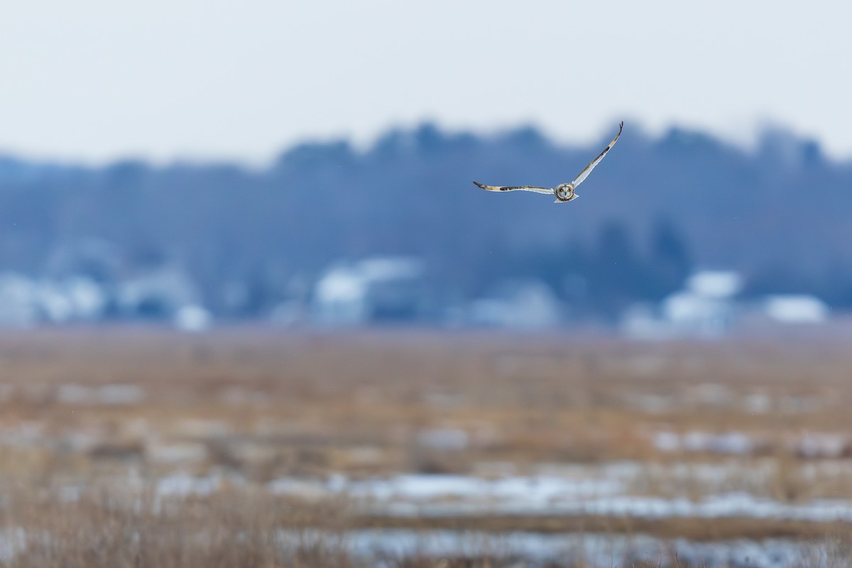 Hibou des marais - ML647530440