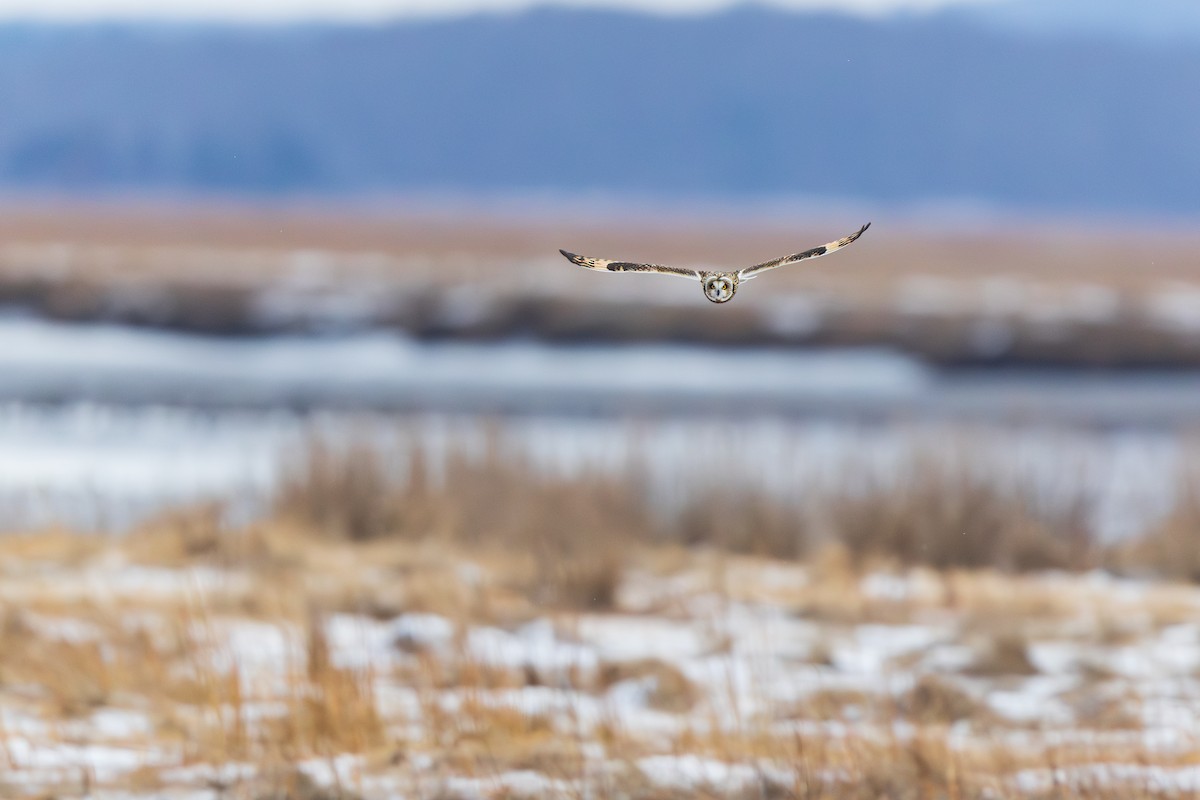 Hibou des marais - ML647530441