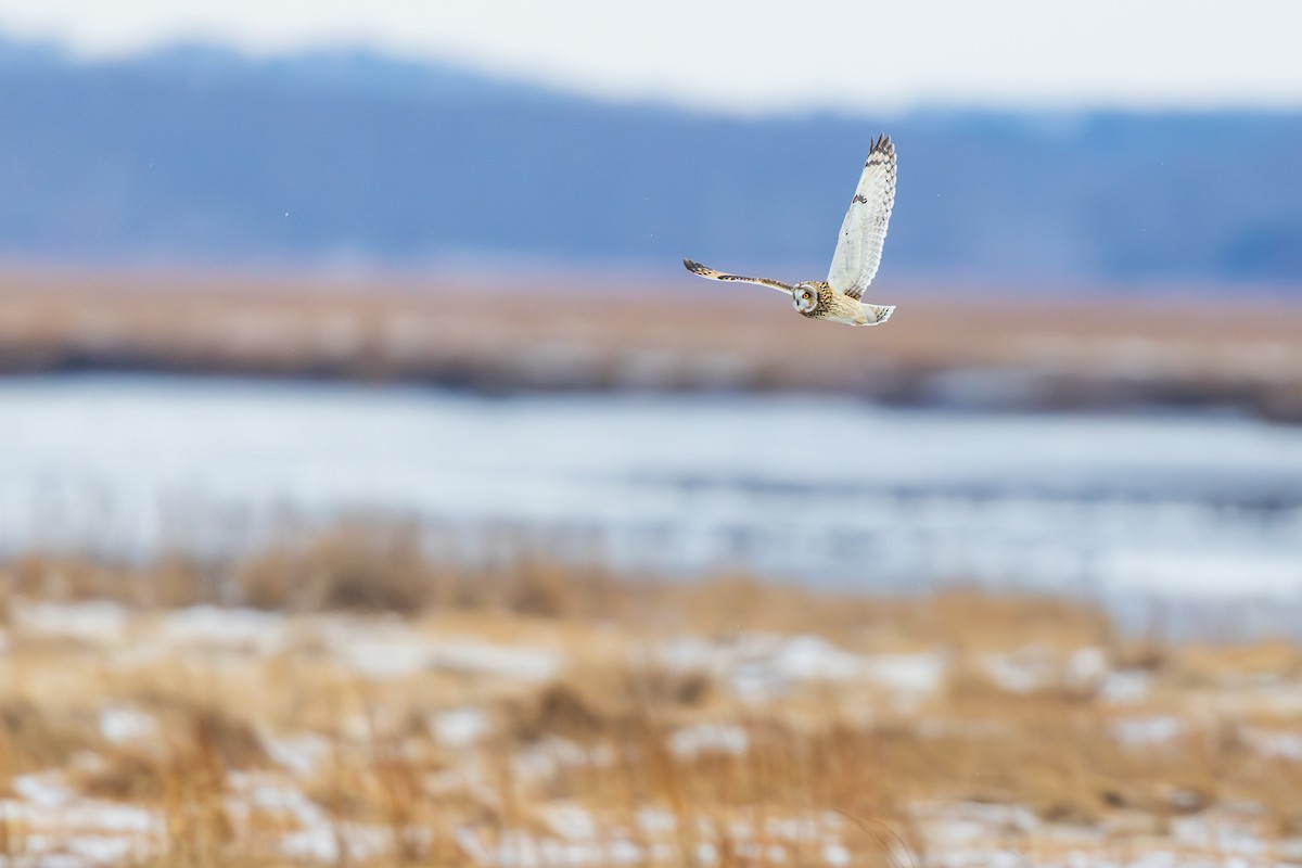 Hibou des marais - ML647530442