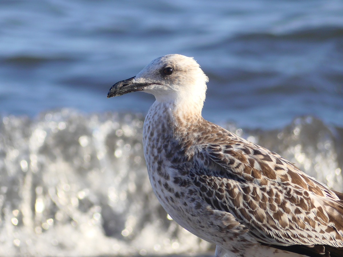 Goéland leucophée - ML647530443