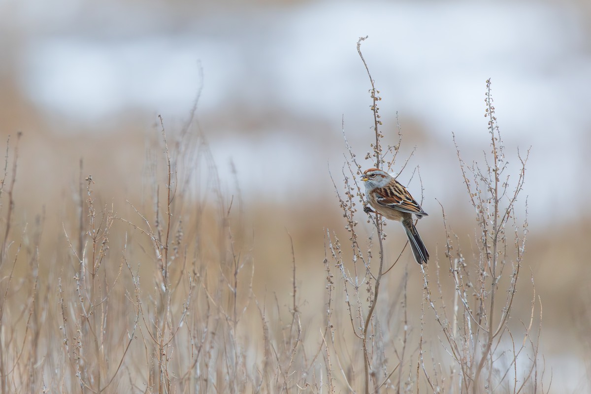 Bruant hudsonien - ML647530445