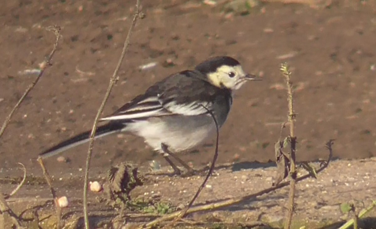 Bergeronnette grise - ML647530446