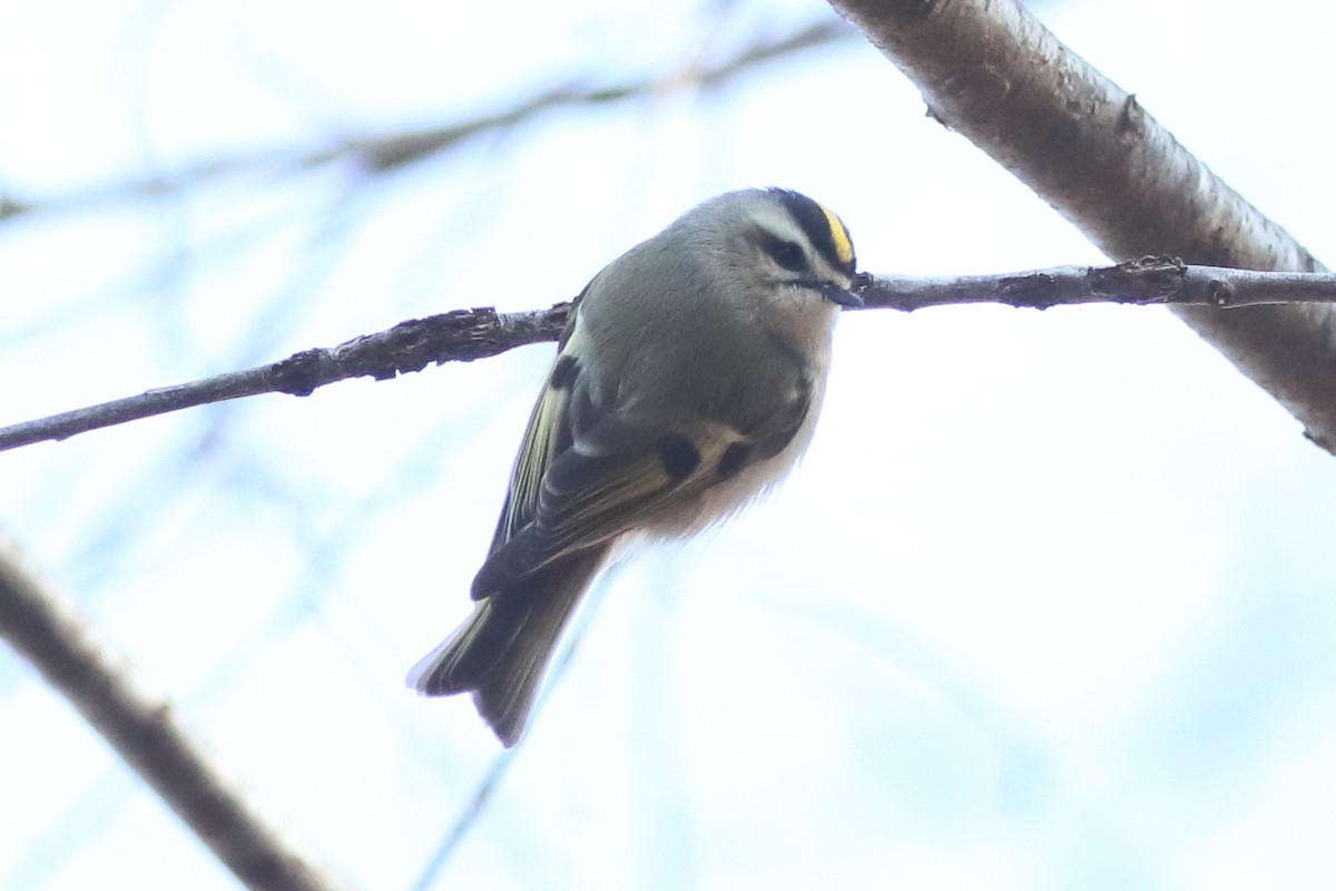 Roitelet à couronne dorée - ML647530447