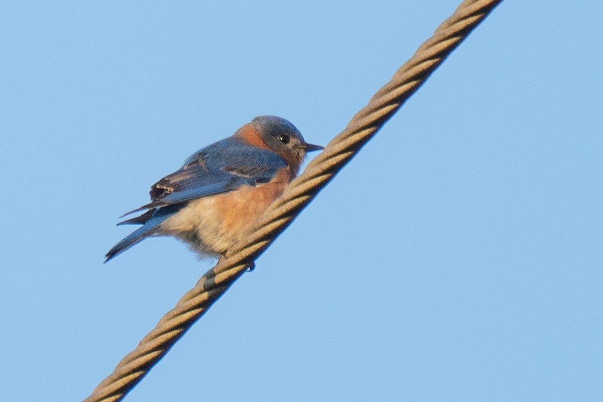 Merlebleu de l'Est - ML647530450