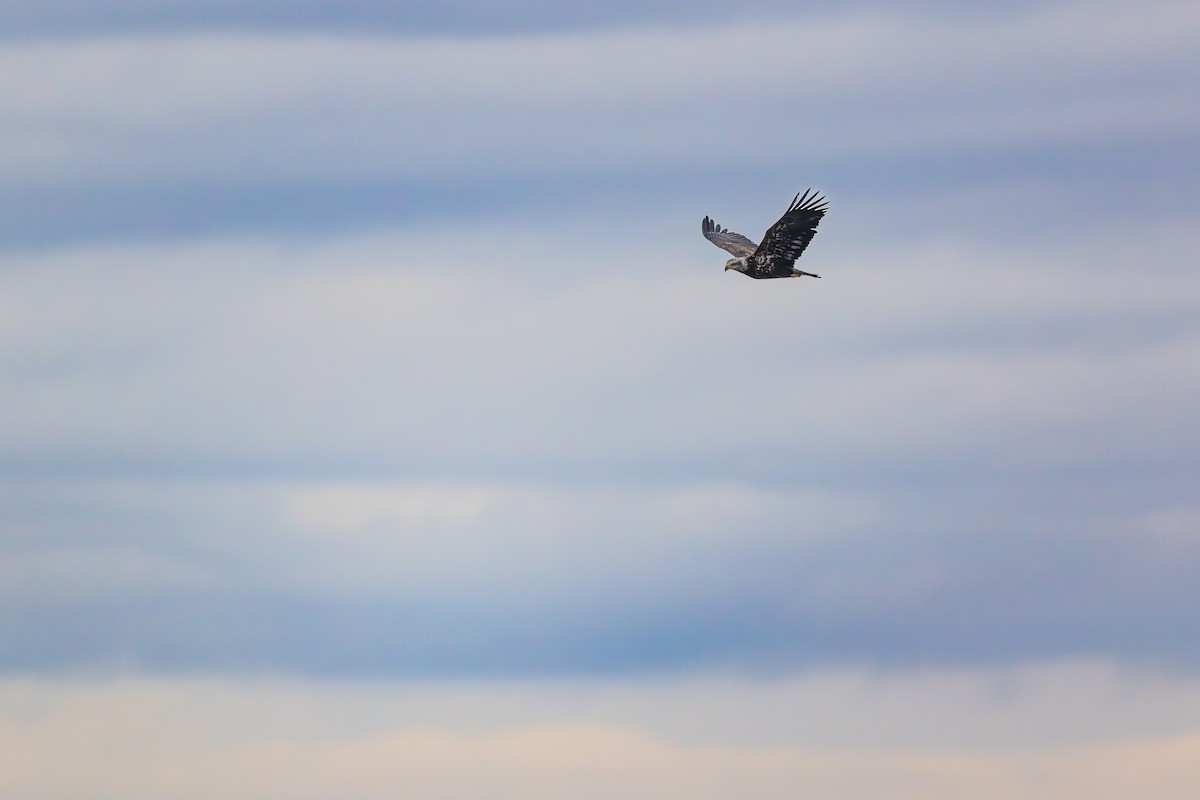Pygargue à tête blanche - ML647530451