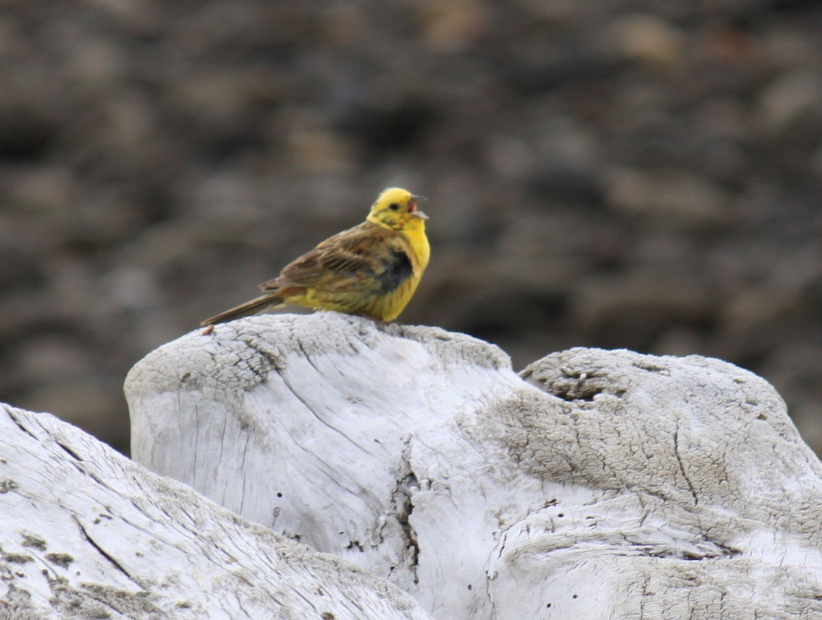 Bruant jaune - ML647530452