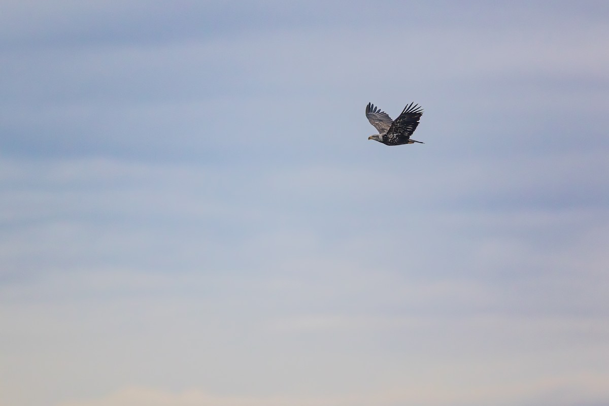 Pygargue à tête blanche - ML647530453