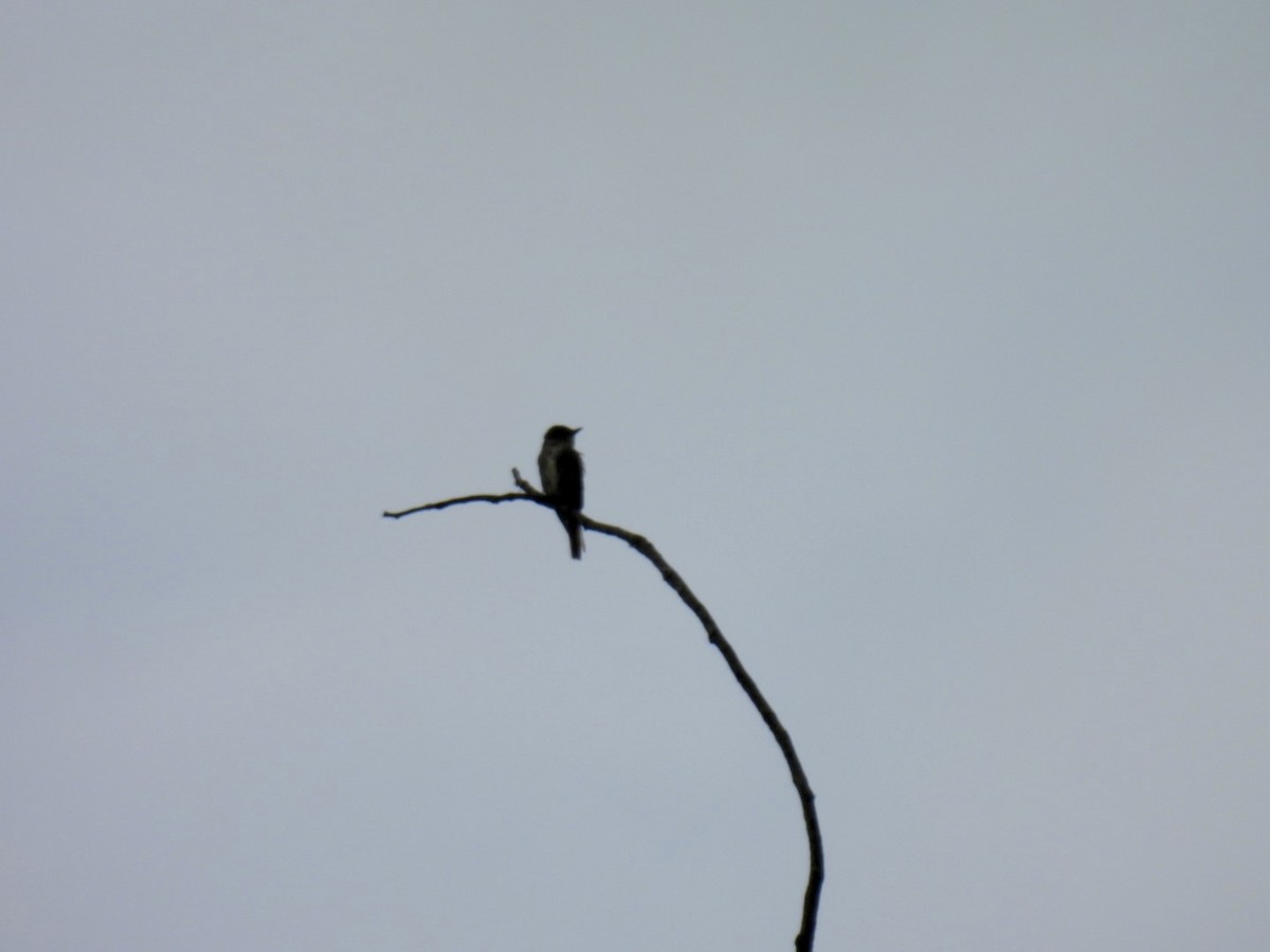 tyranovec severský - ML647530499