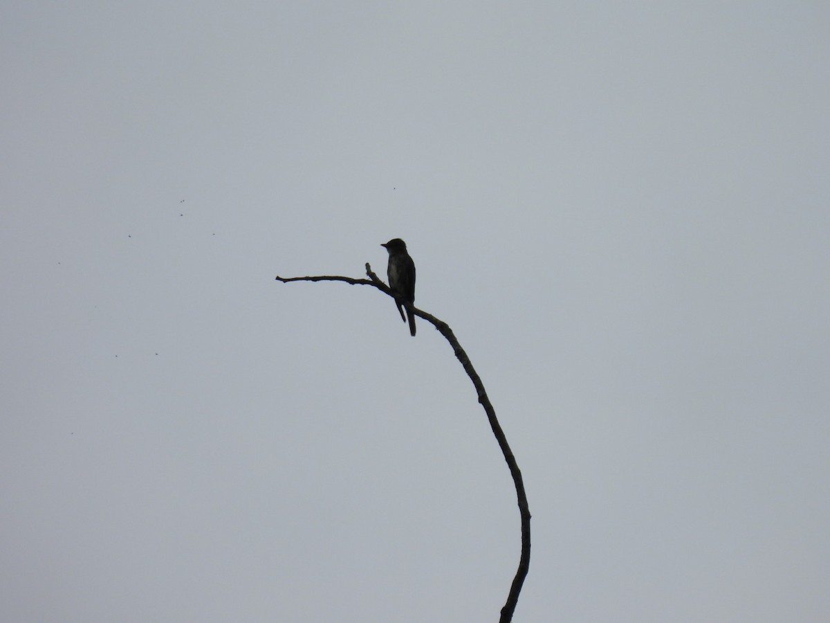 tyranovec severský - ML647530501