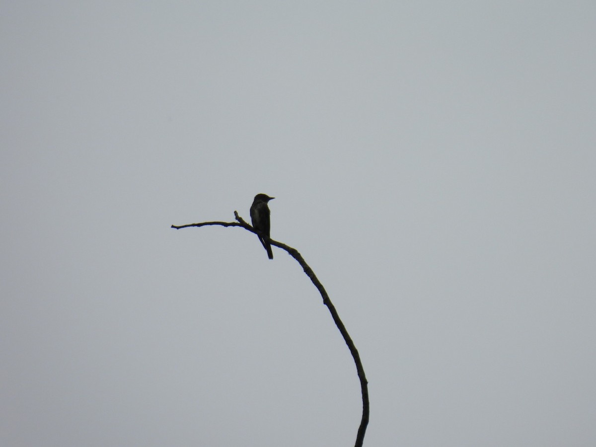 tyranovec severský - ML647530502