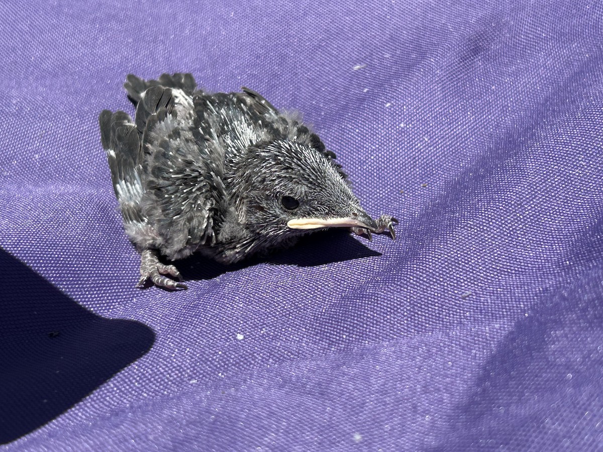 Purple Martin - ML647530527