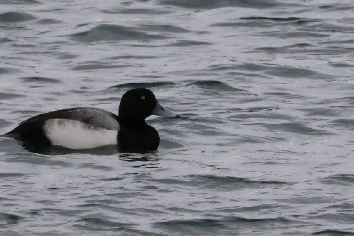 Морская чернеть - ML647530542