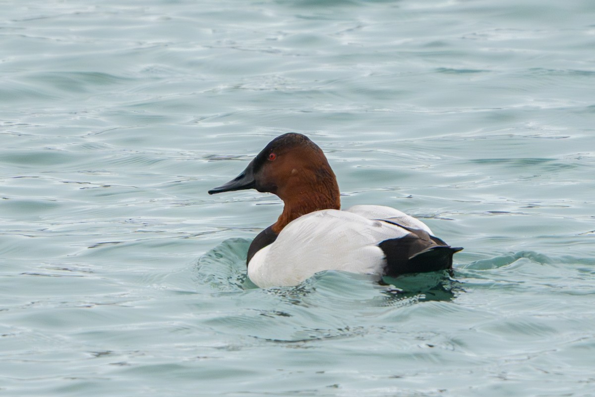 Canvasback - ML647530551