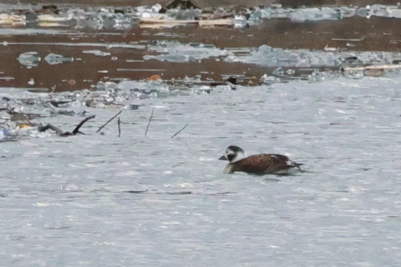 Long-tailed Duck - ML647530558