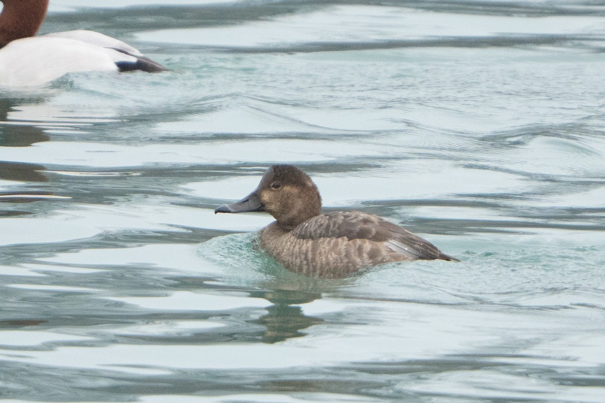 Redhead - ML647530560