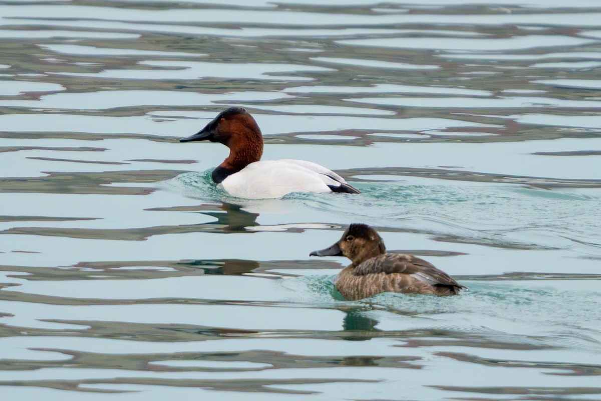 Redhead - ML647530561