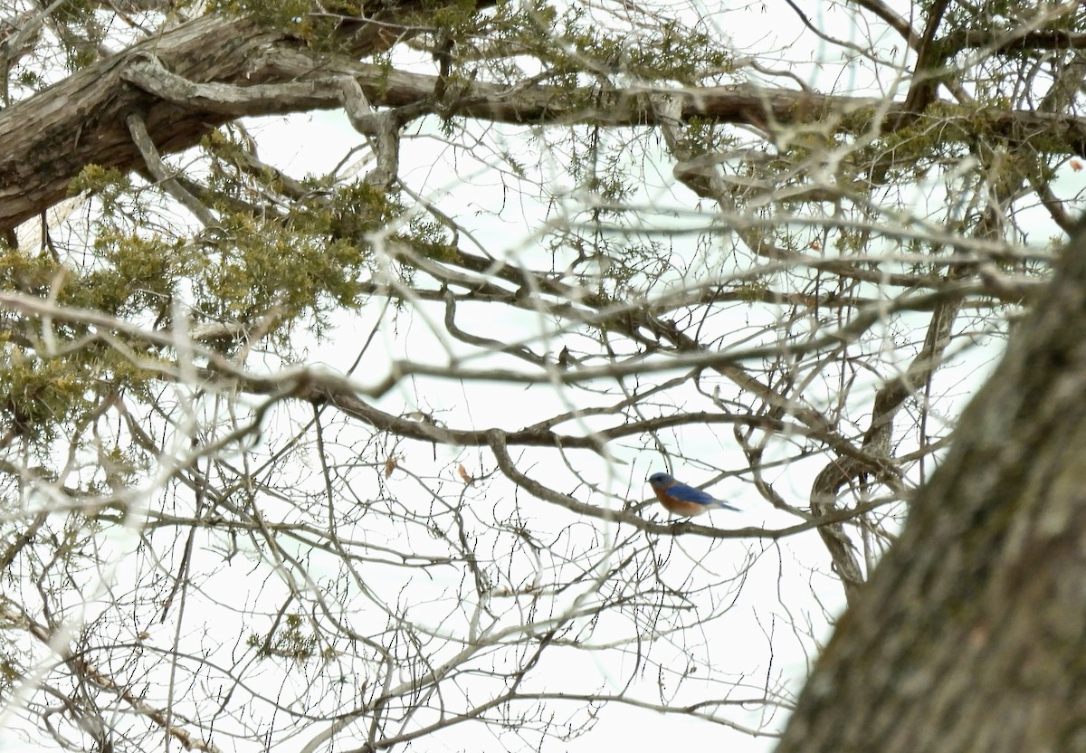 Eastern Bluebird - ML647530565