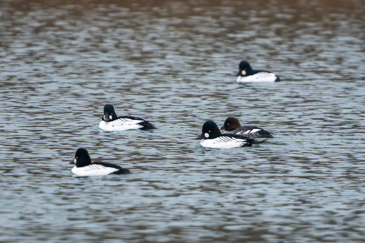Common Goldeneye - ML647530566