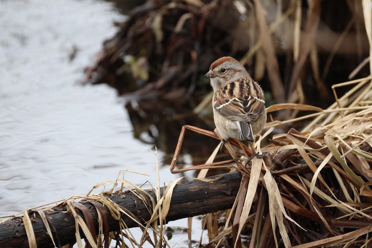 American Tree Sparrow - ML647530586