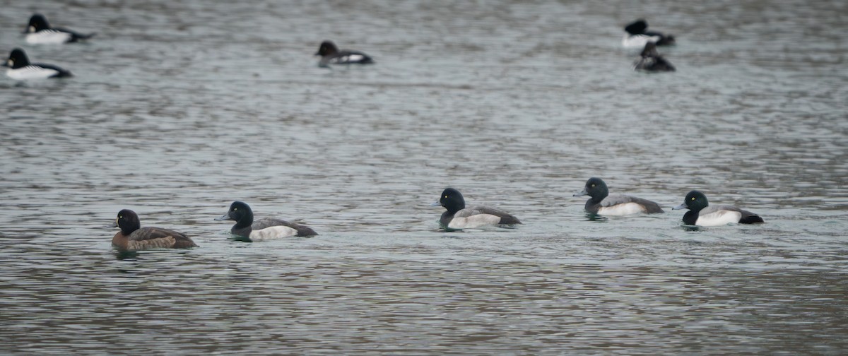 Greater Scaup - ML647530589