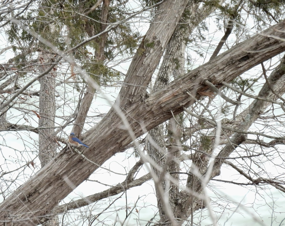 Eastern Bluebird - ML647530590