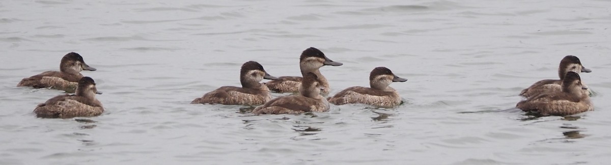 Amerika Dikkuyruğu - ML647530591