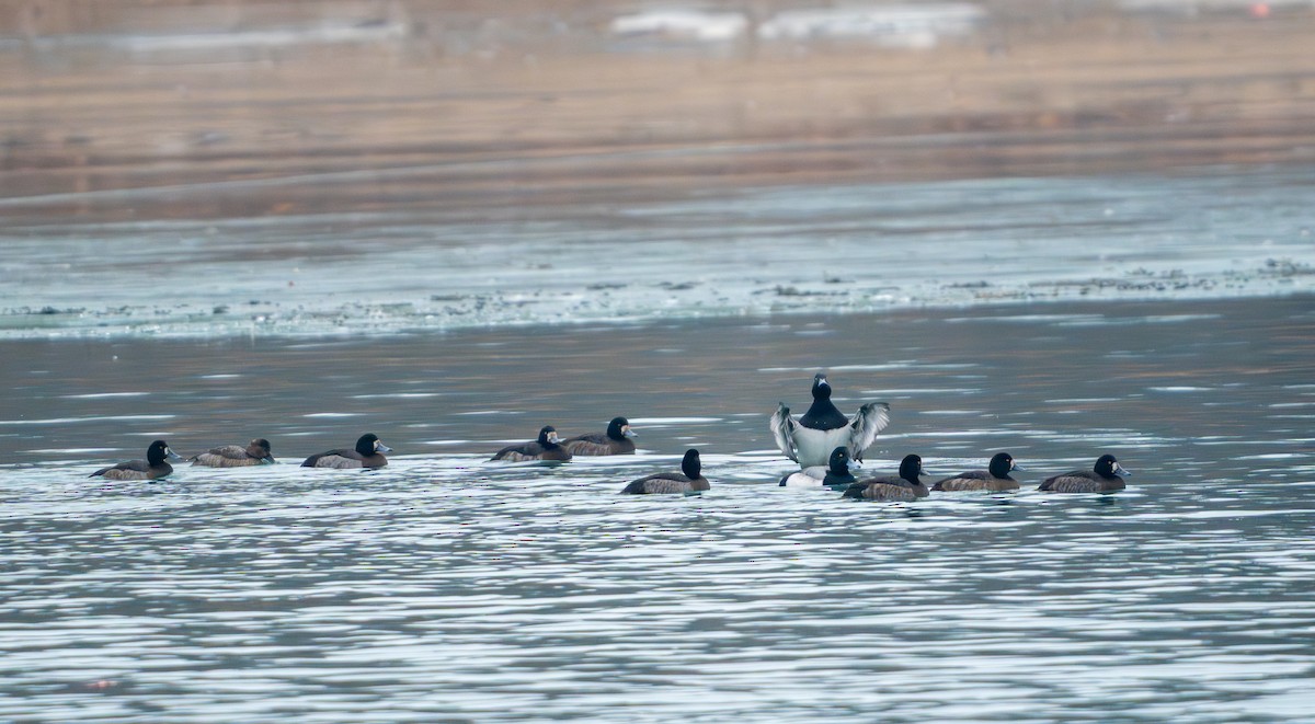 Greater/Lesser Scaup - ML647530596