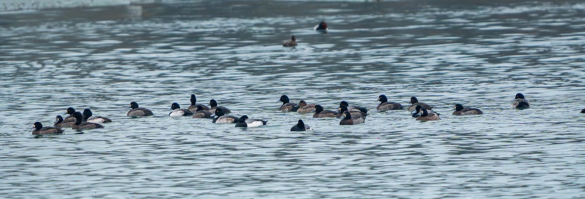 Greater/Lesser Scaup - ML647530597