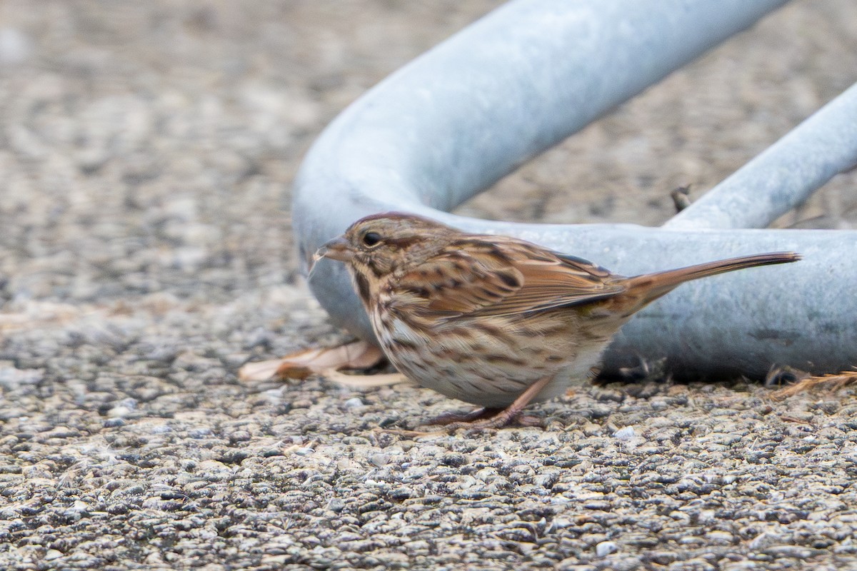 Song Sparrow - ML647530603