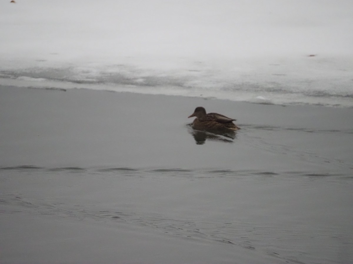 Mallard - ML647530626