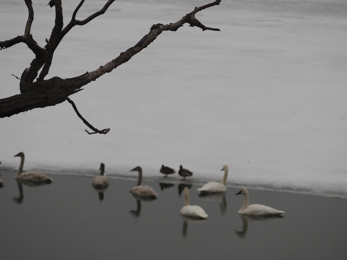 Mallard - ML647530633