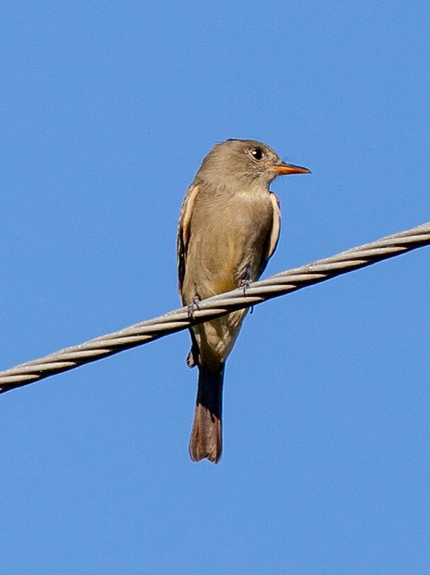 Greater Pewee (Mexican) - ML647530635