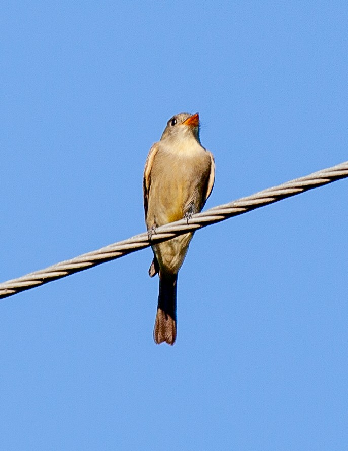 Greater Pewee (Mexican) - ML647530636