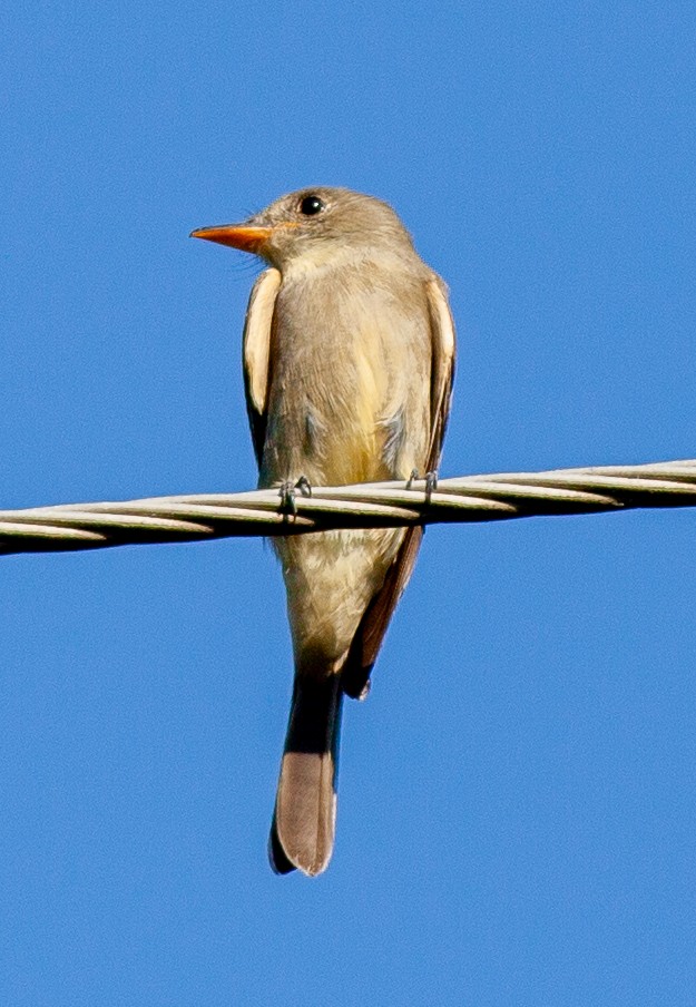 Greater Pewee (Mexican) - ML647530637
