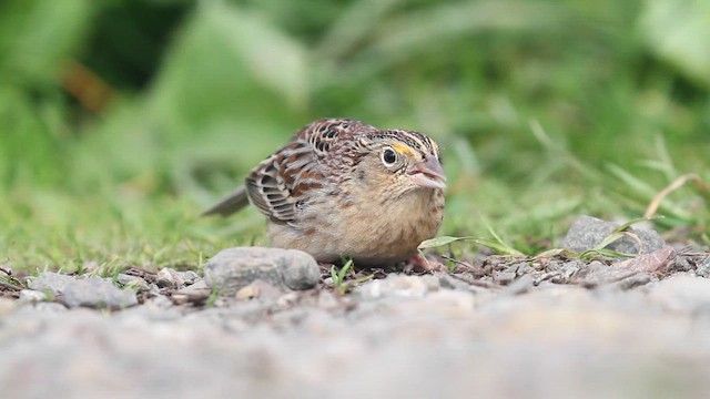 Багновець прерієвий - ML647530639