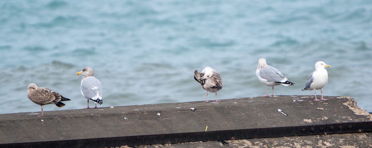American Herring Gull - ML647530640