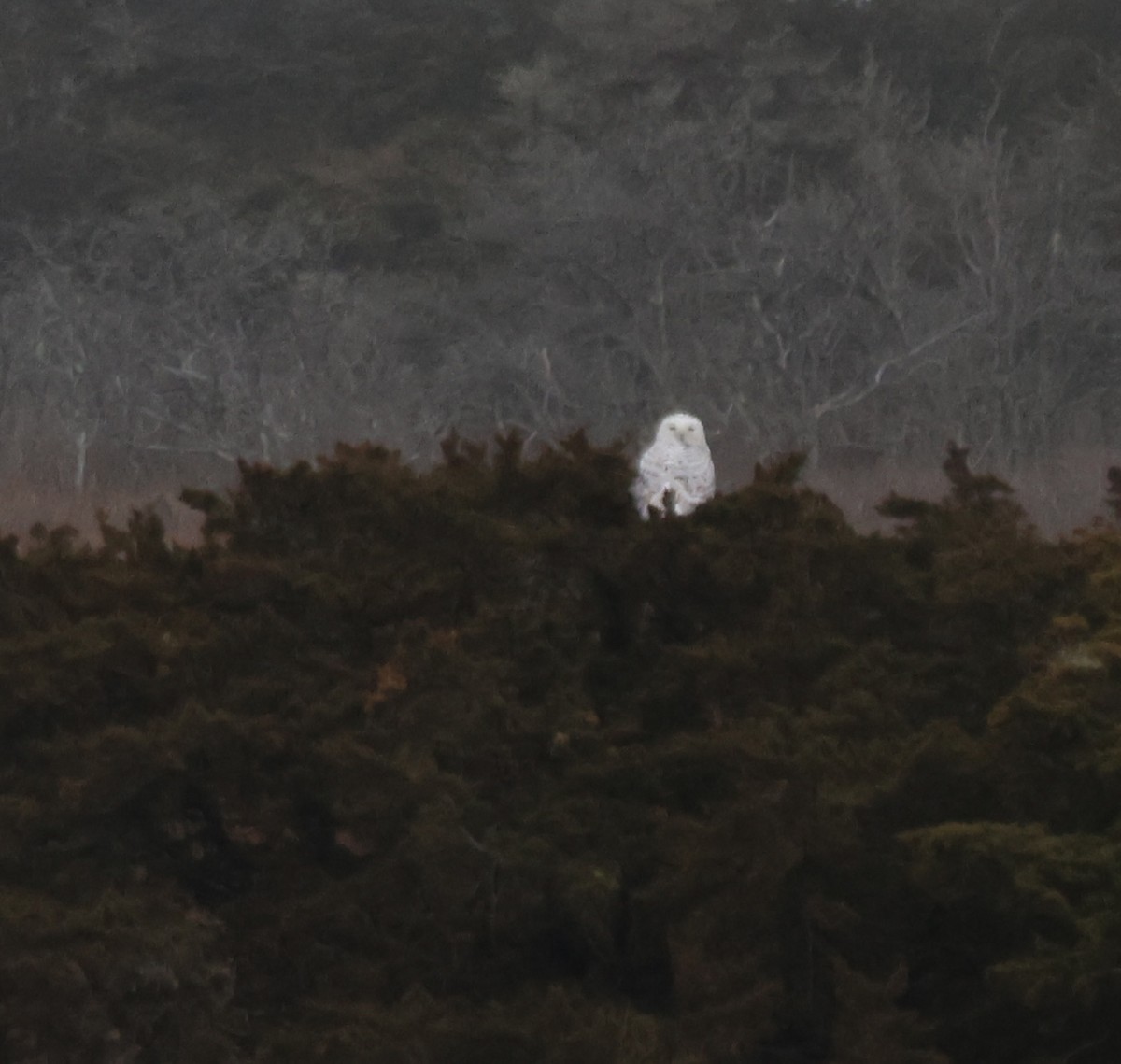 Snowy Owl - ML647530641