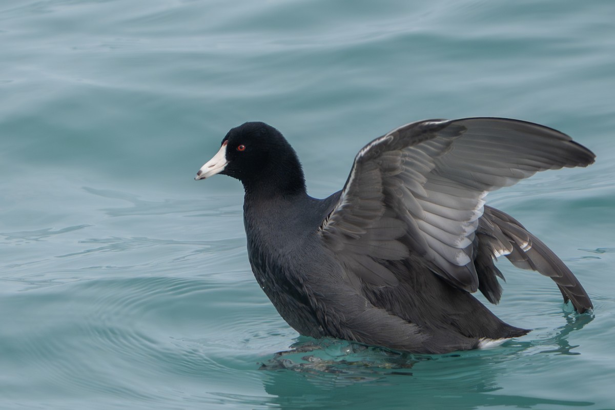American Coot - ML647530646