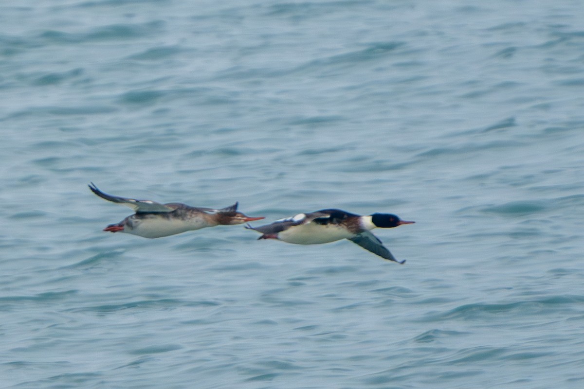 Red-breasted Merganser - ML647530650