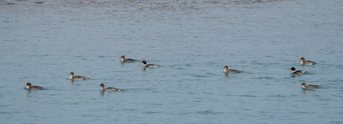 Red-breasted Merganser - ML647530651