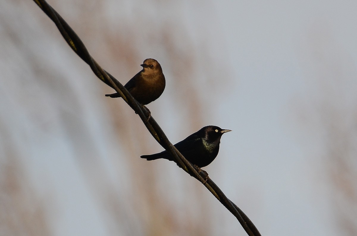 Трупіалець пурпуровий - ML647530652