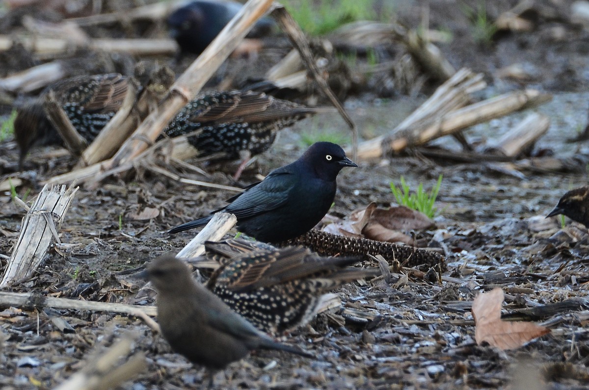 Трупіалець пурпуровий - ML647530653