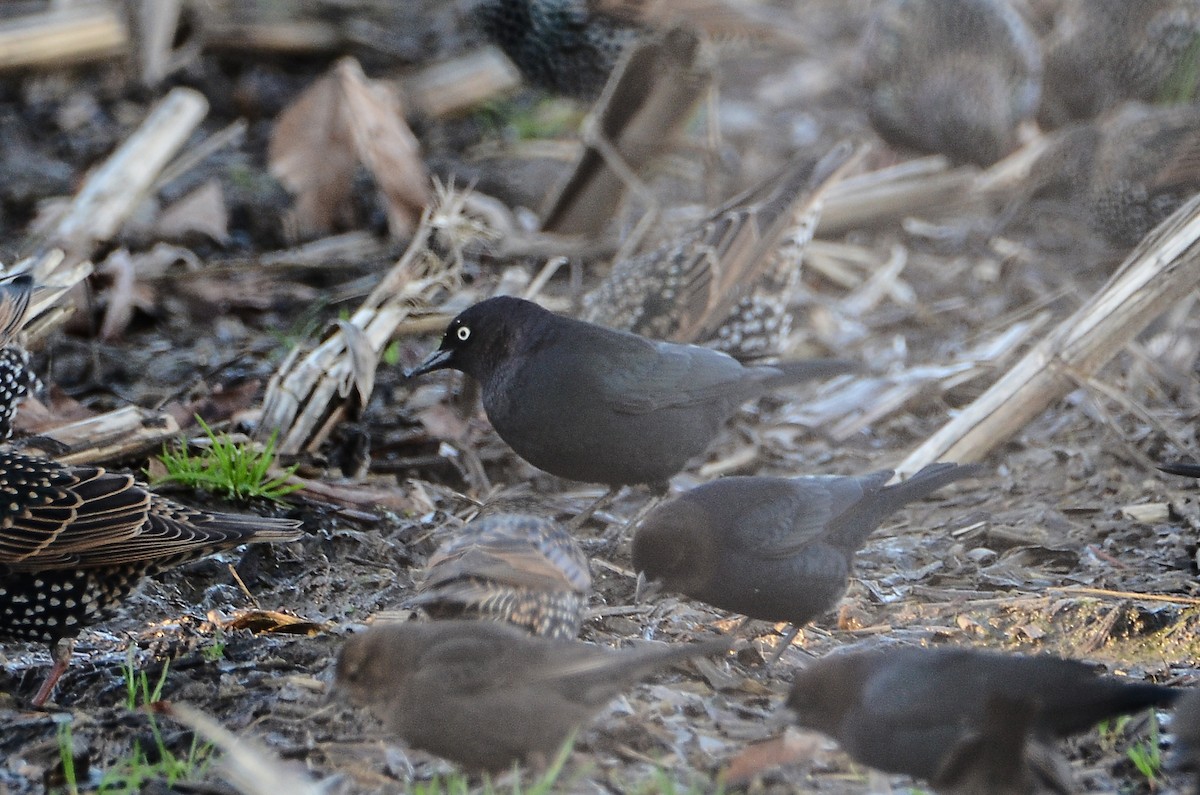 Трупіалець пурпуровий - ML647530654